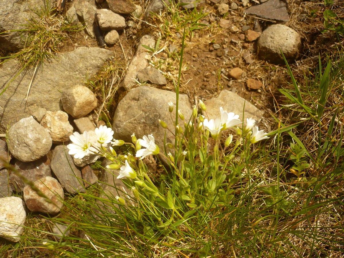 Cerastium alpinum (Caryophyllaceae)